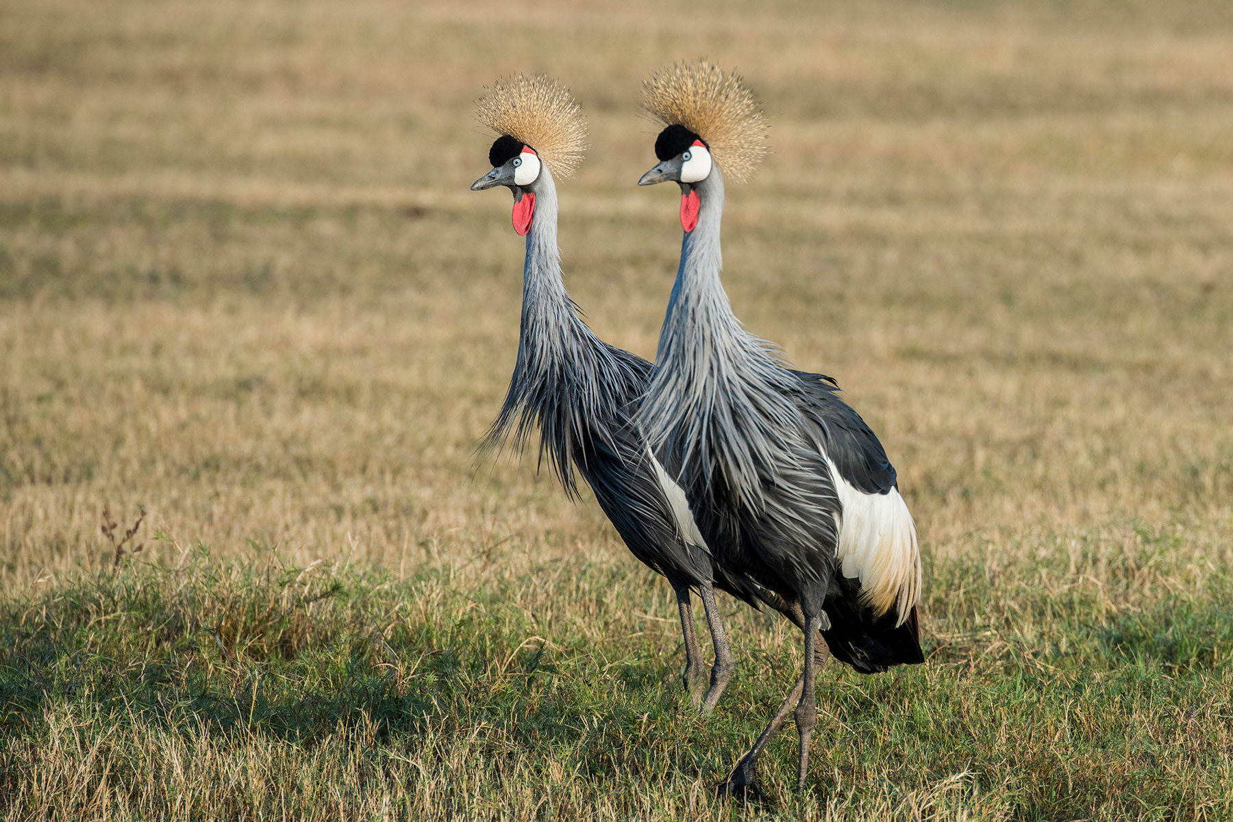 Zambia, South Luangwa National Park - Grey crowned cranes