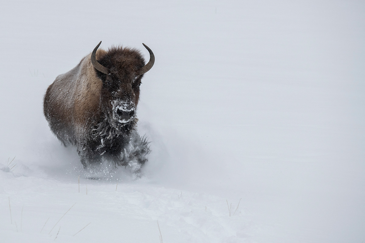 Yellowstone NP - Bison