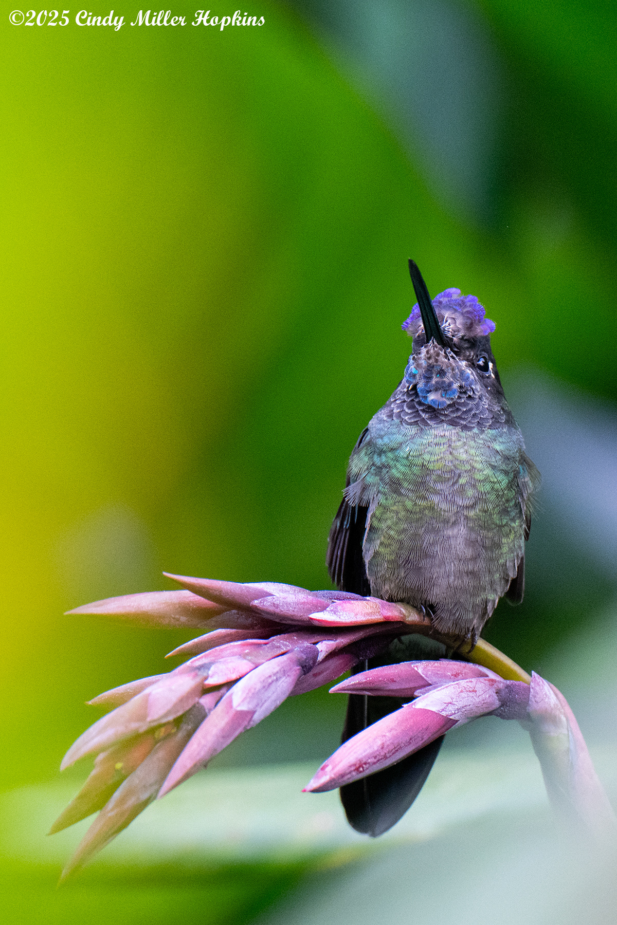 Savegre - Costa Rica