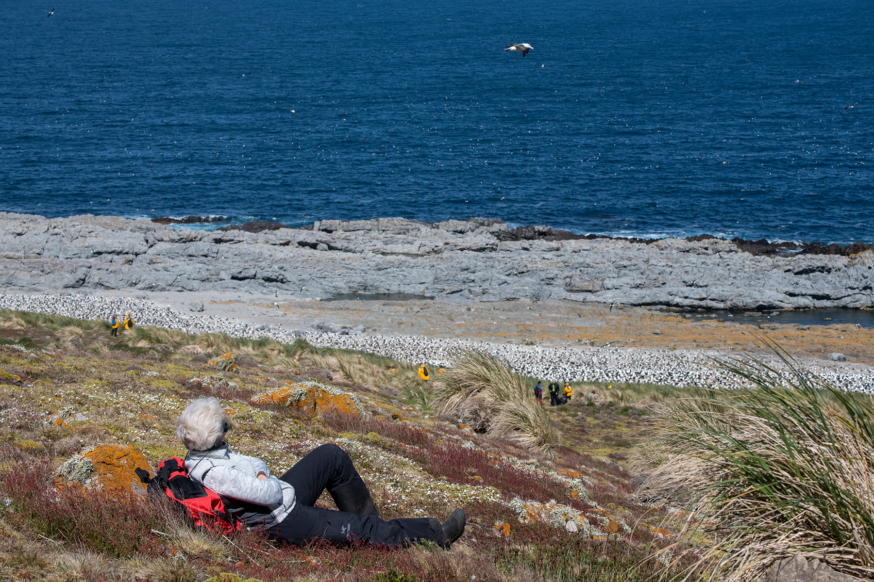 Southern Ocean - Sub-Antarctic 