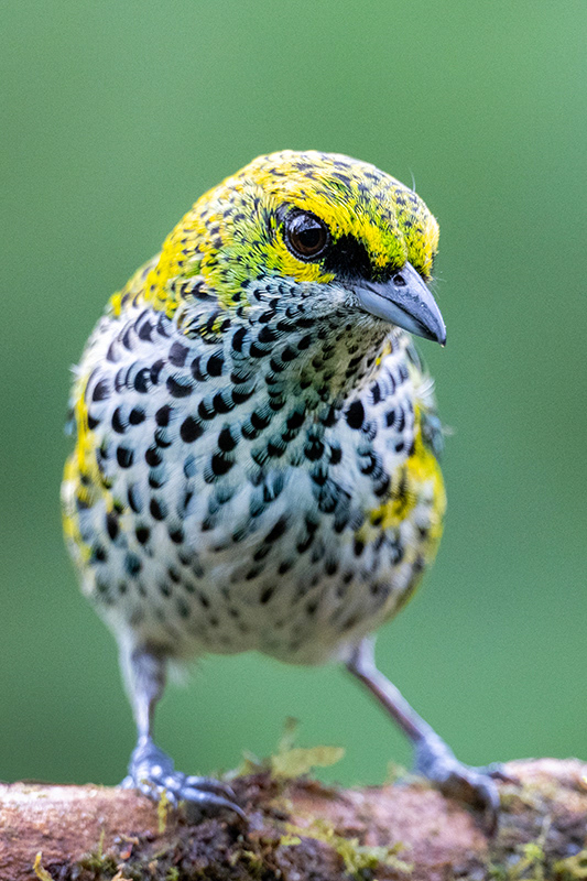 Speckled Tanager