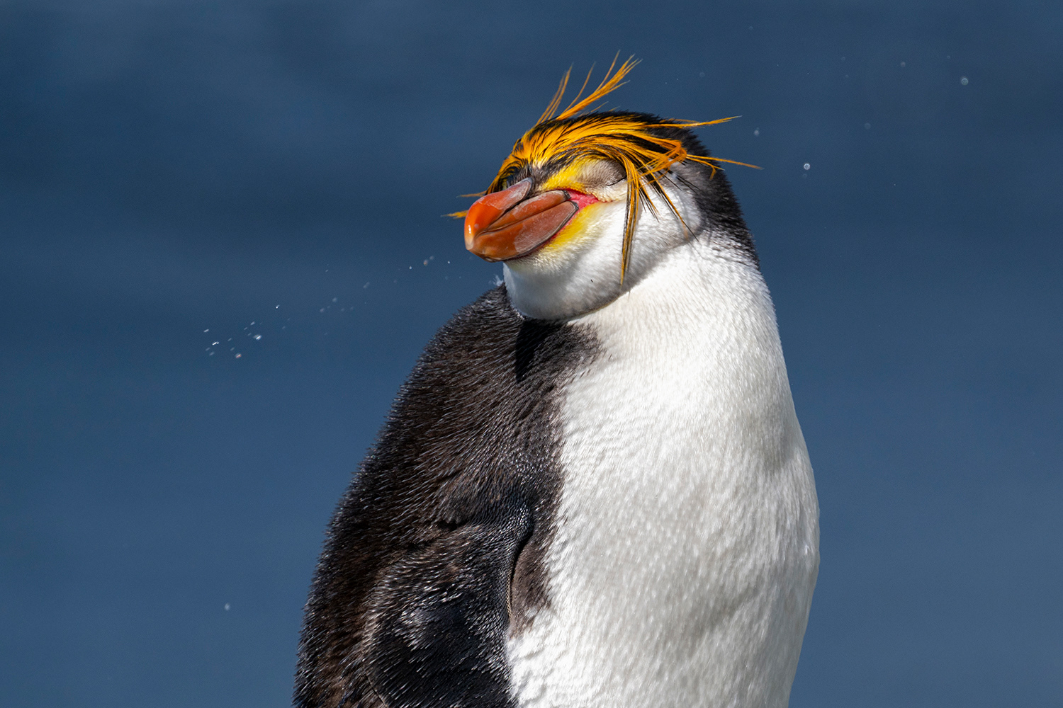 Subantarctic - Macquire Island - Royal Penguin