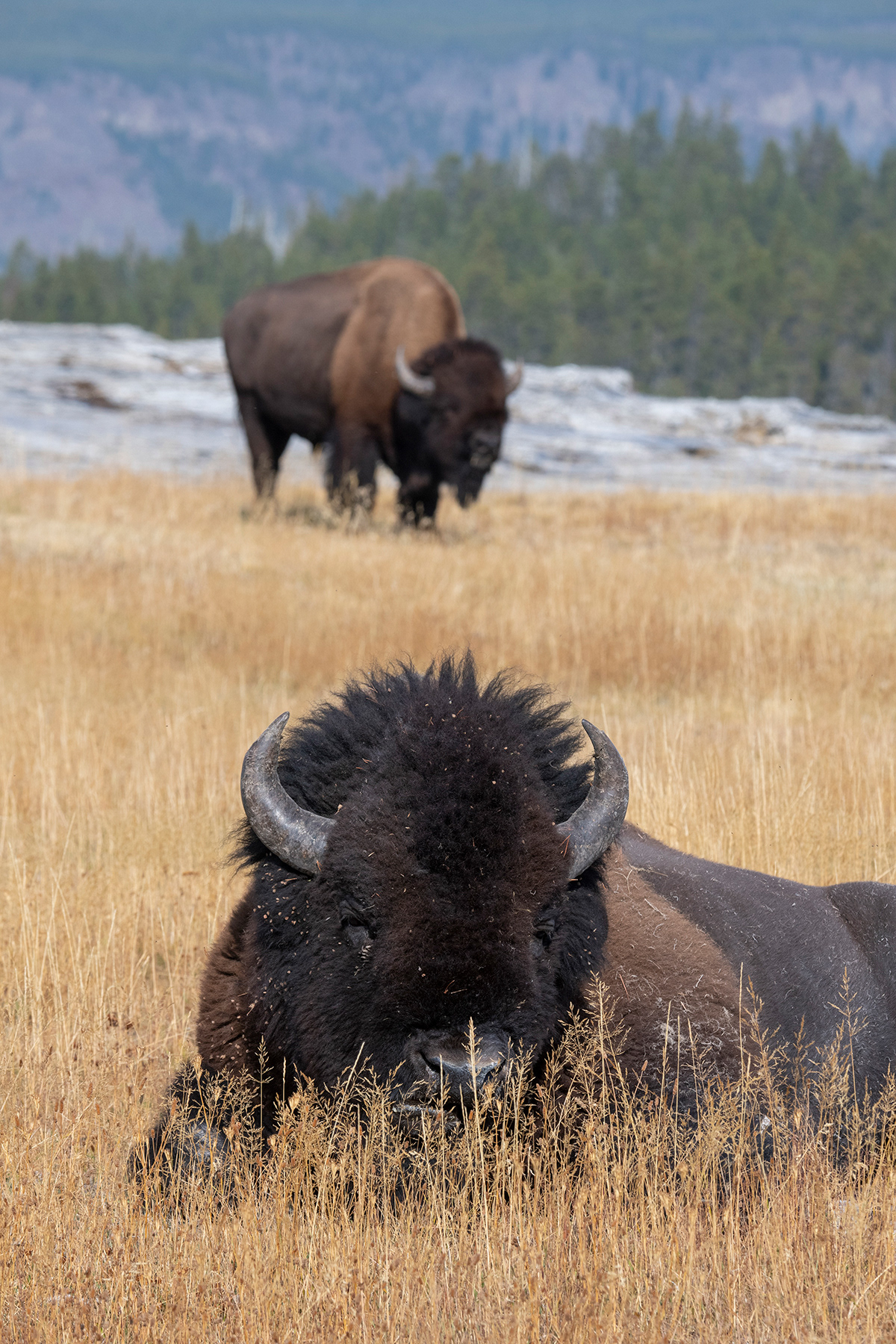 Yellowstone NP