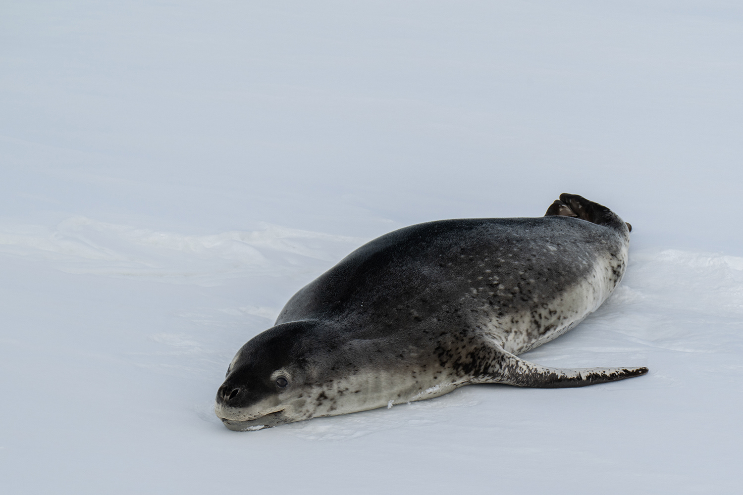 Leopard seal - Weddell Sea