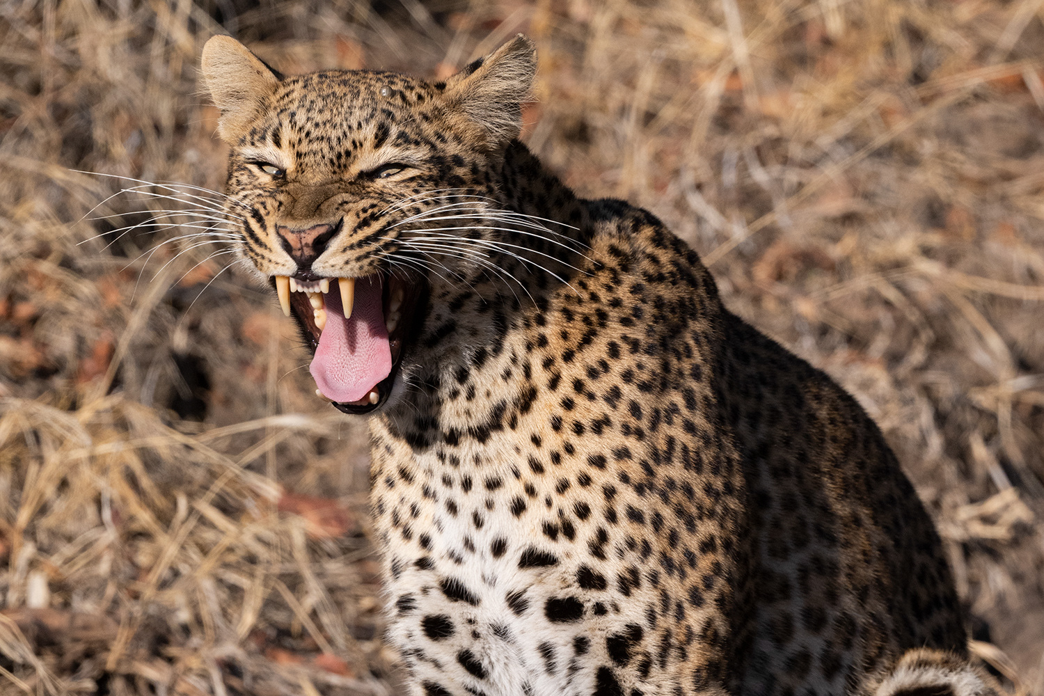 Zambia - Leopard