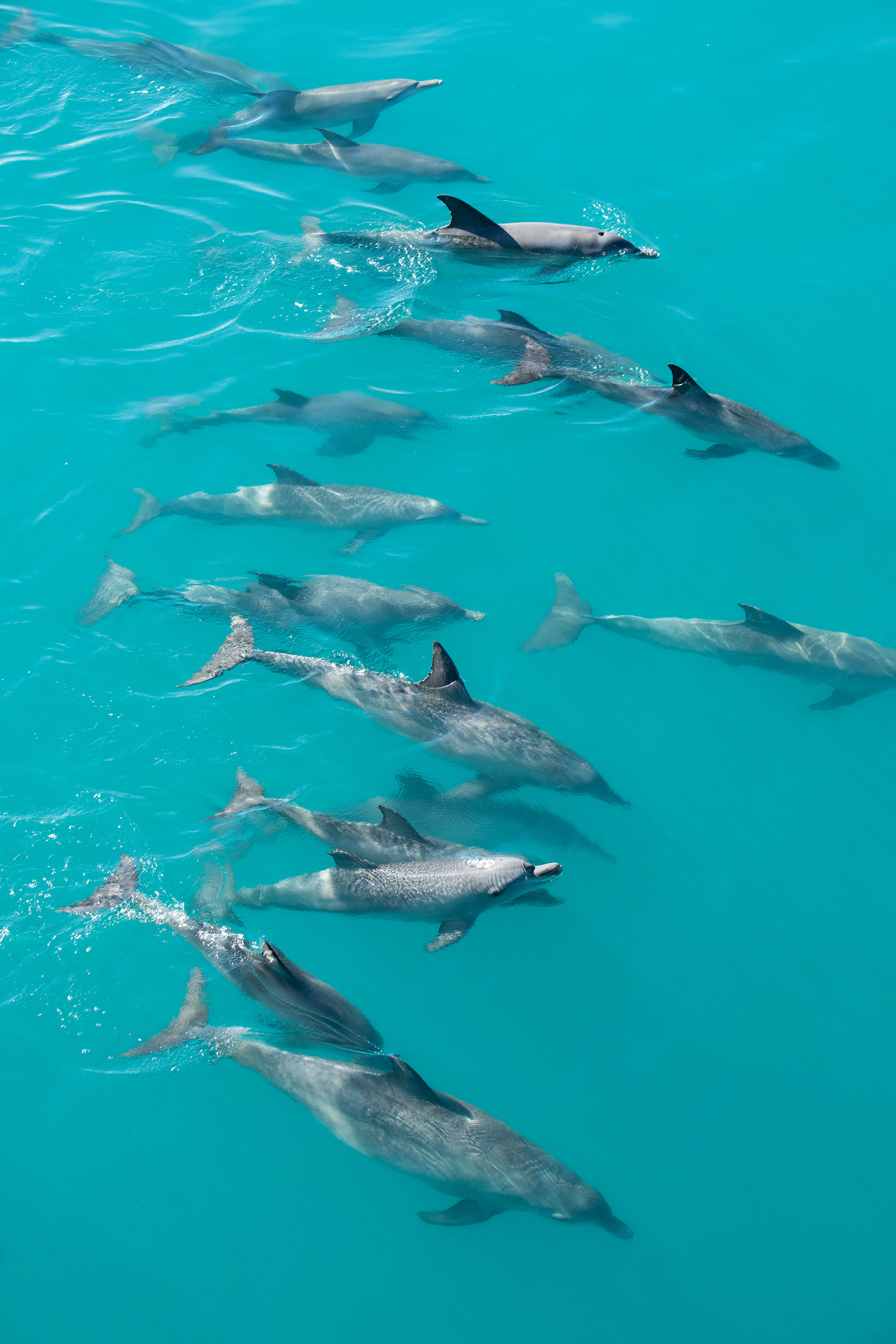 Australia - Indo-Pacific bottlenosed dolphins