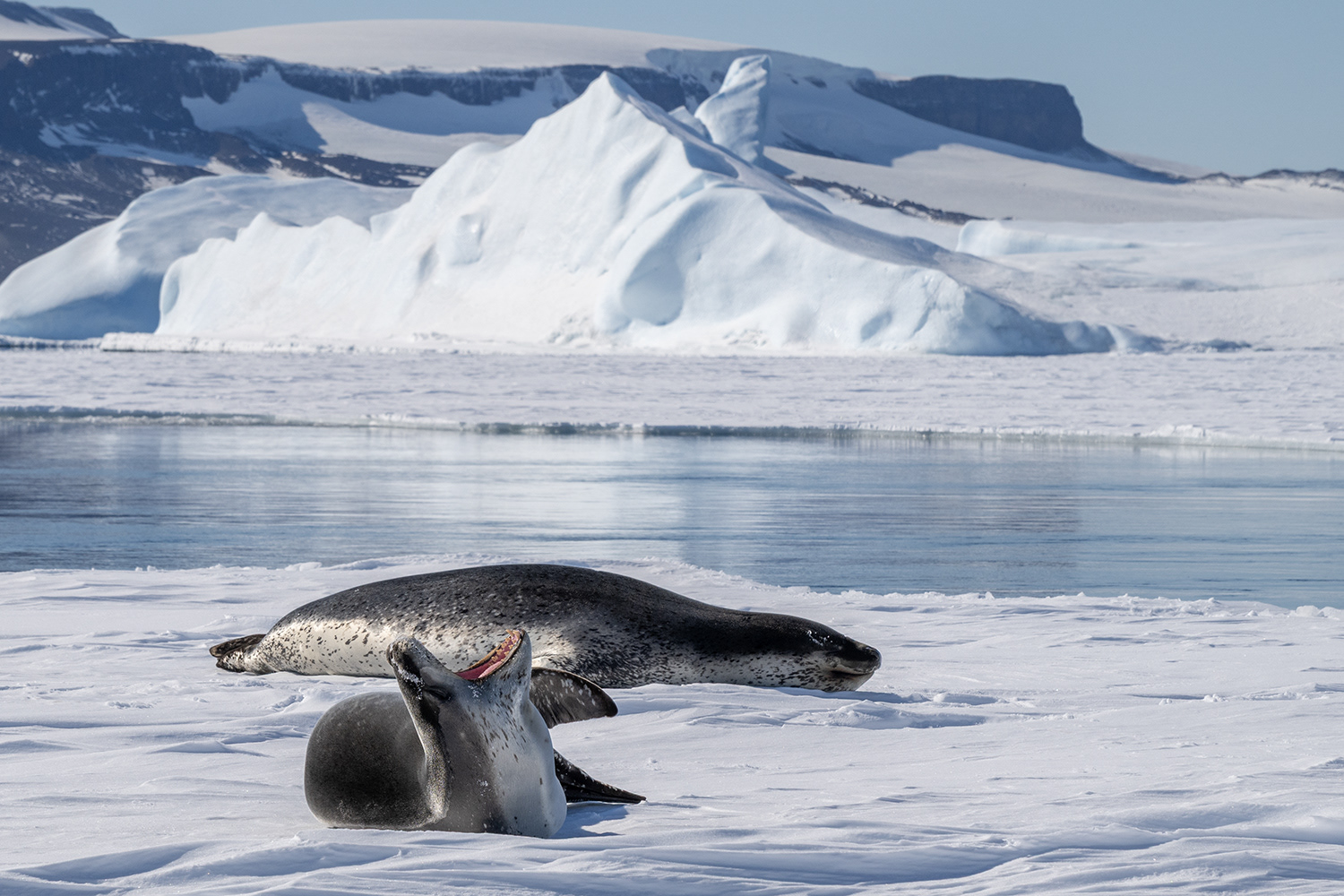 Leopard seals - Weddell Sea