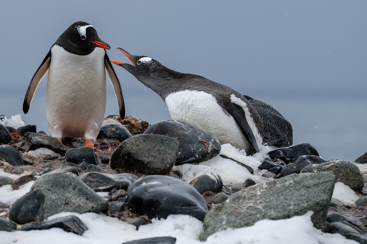 Nesting Gentoo penguins - Antarctica