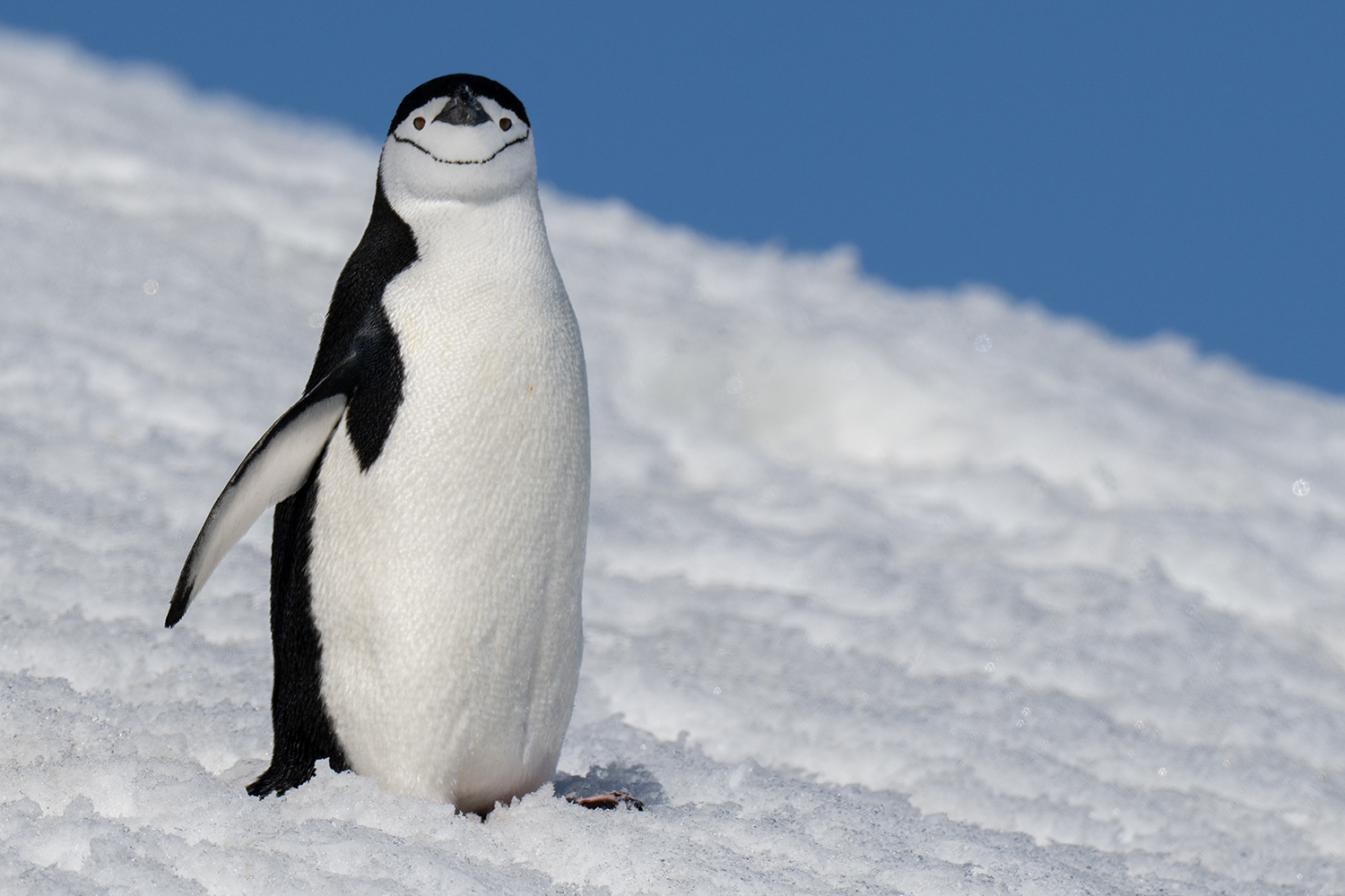 Antarctica - Chinstrap Penguin