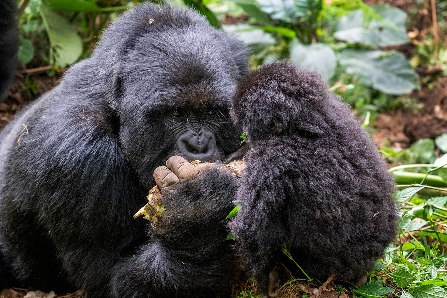 Rwanda - Mountain Gorilla