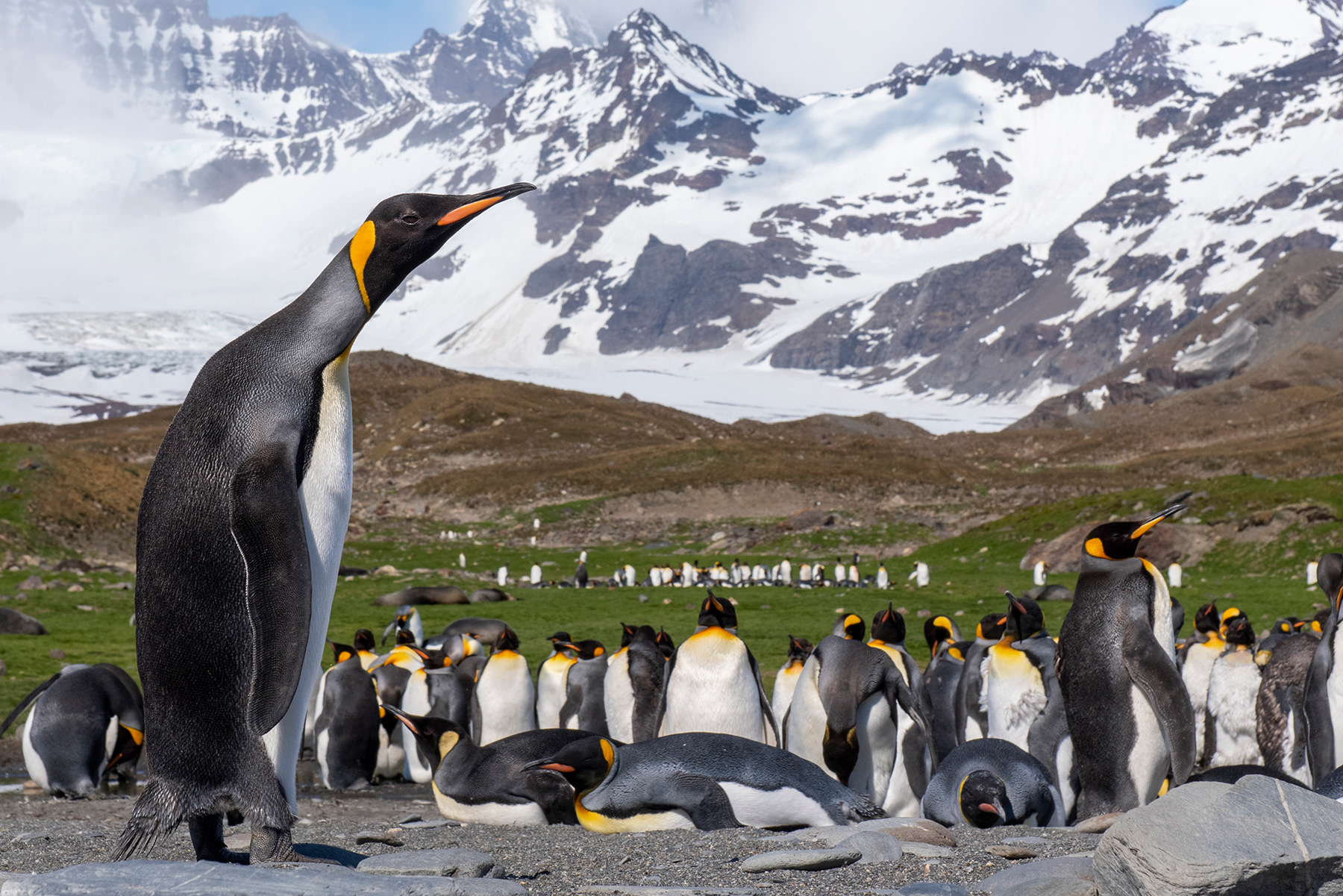 South Georgia, St. Andrew's Bay, King penguins