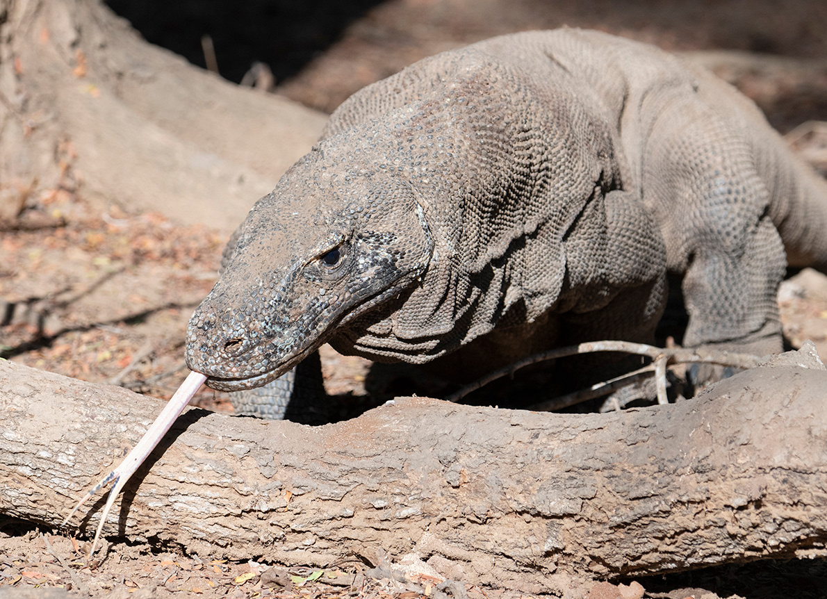 Komodo Dragon