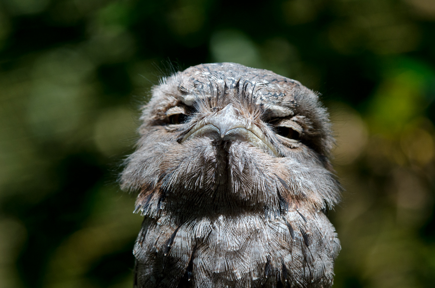Australia - Tawny frogmouth