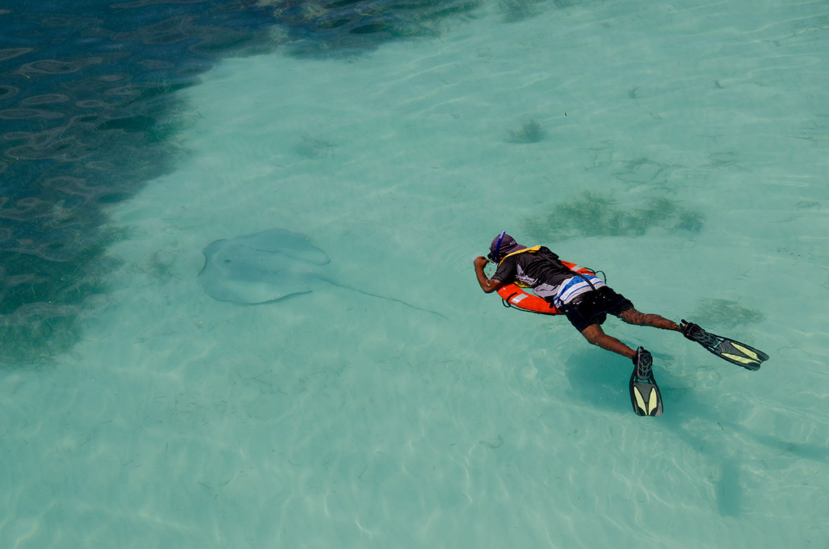 Belize, West Snake Caye - Large stingray with snorkeler