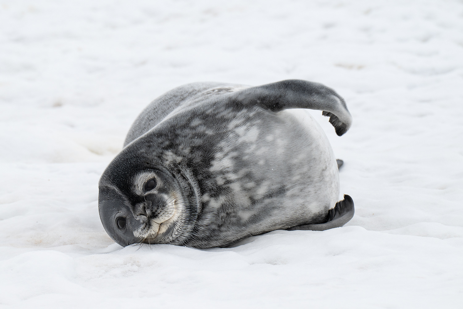 Weddell seal - Weddell Sea