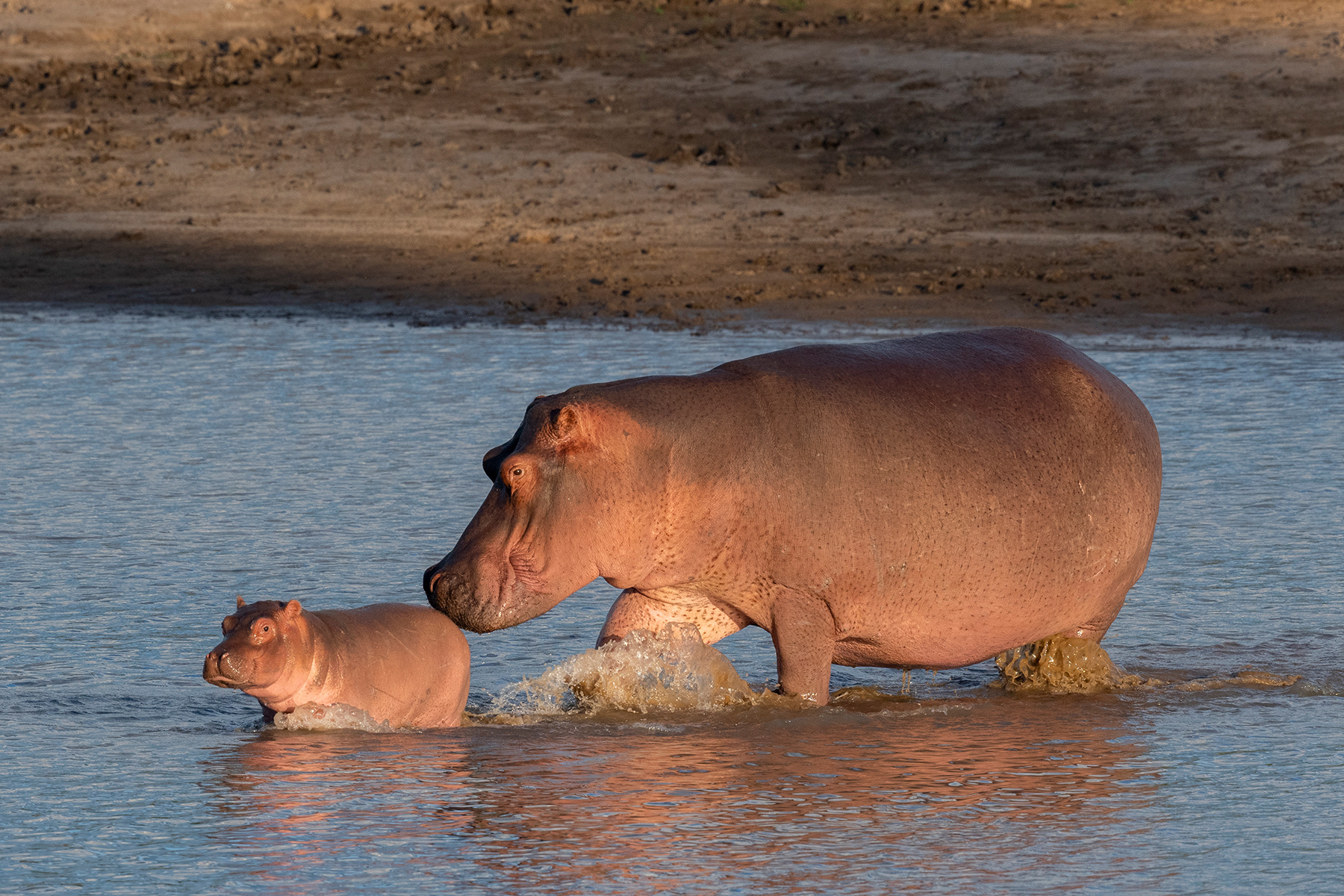 Hippo mother and baby