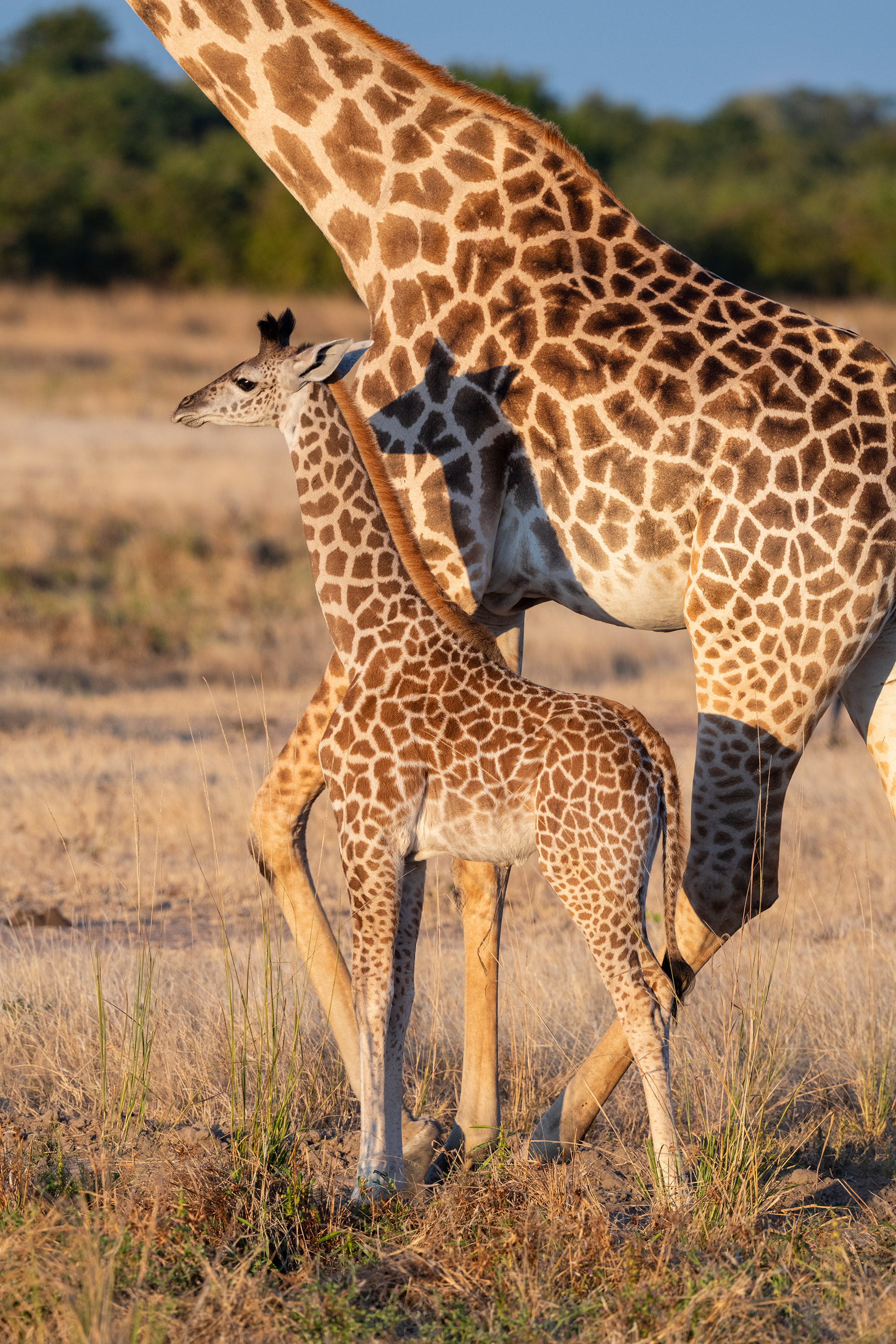Thornicroft's giraffe, endemic
