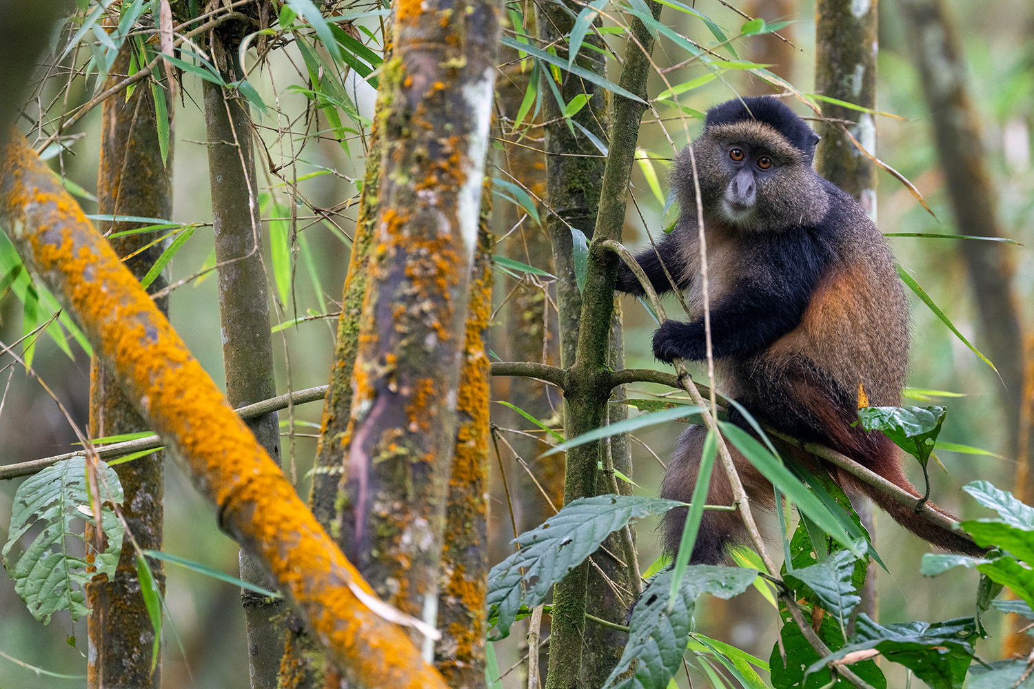 Rwanda - Golden Monkey