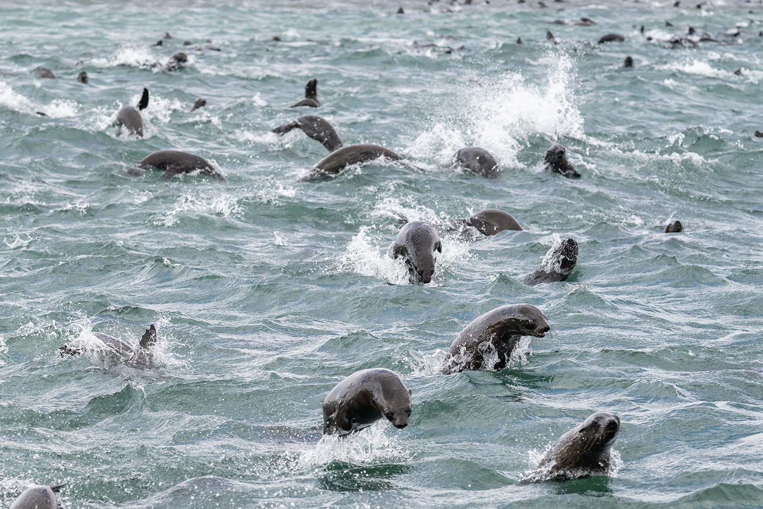 Namibia fur seals