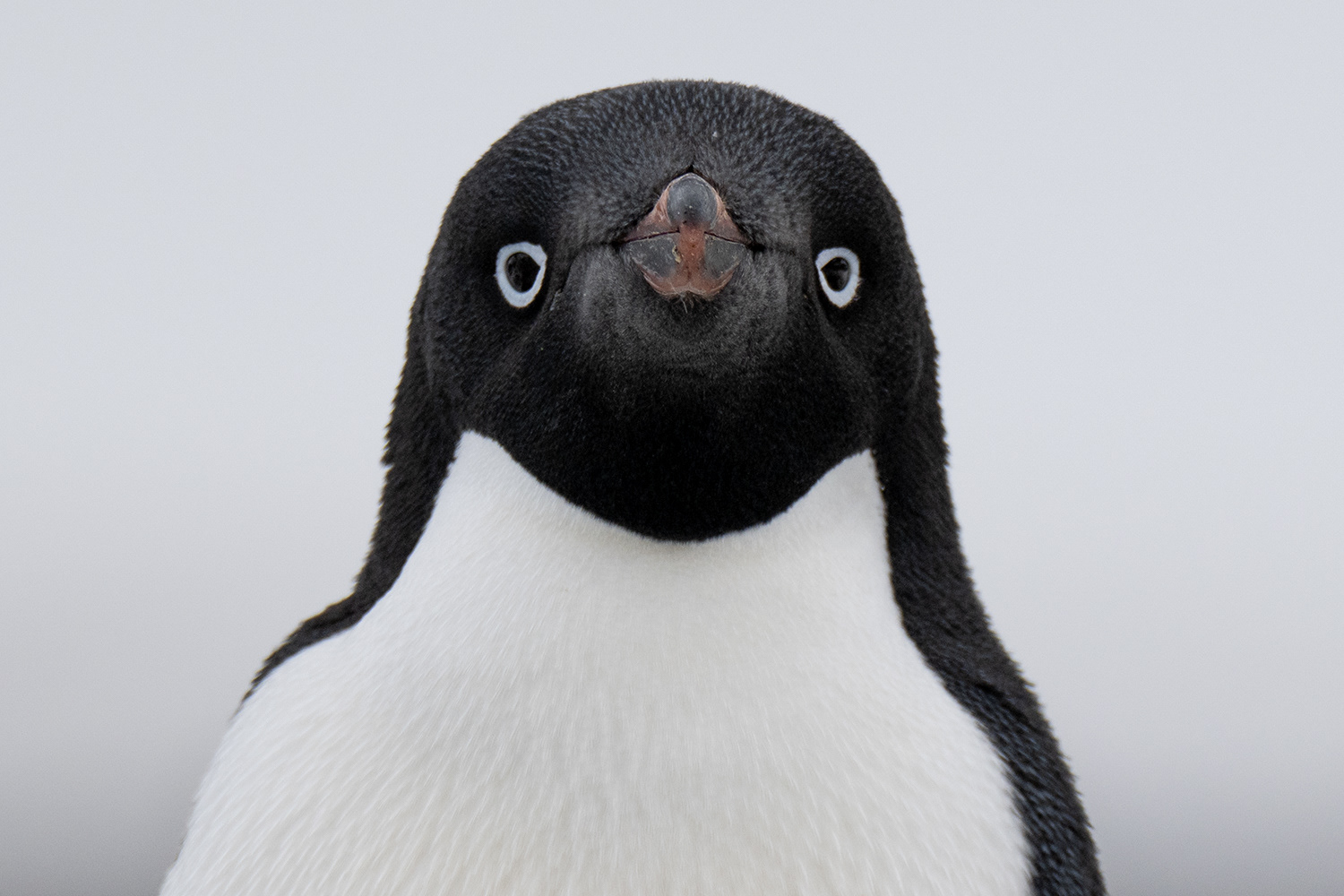 Adelie penguin - Antarctica