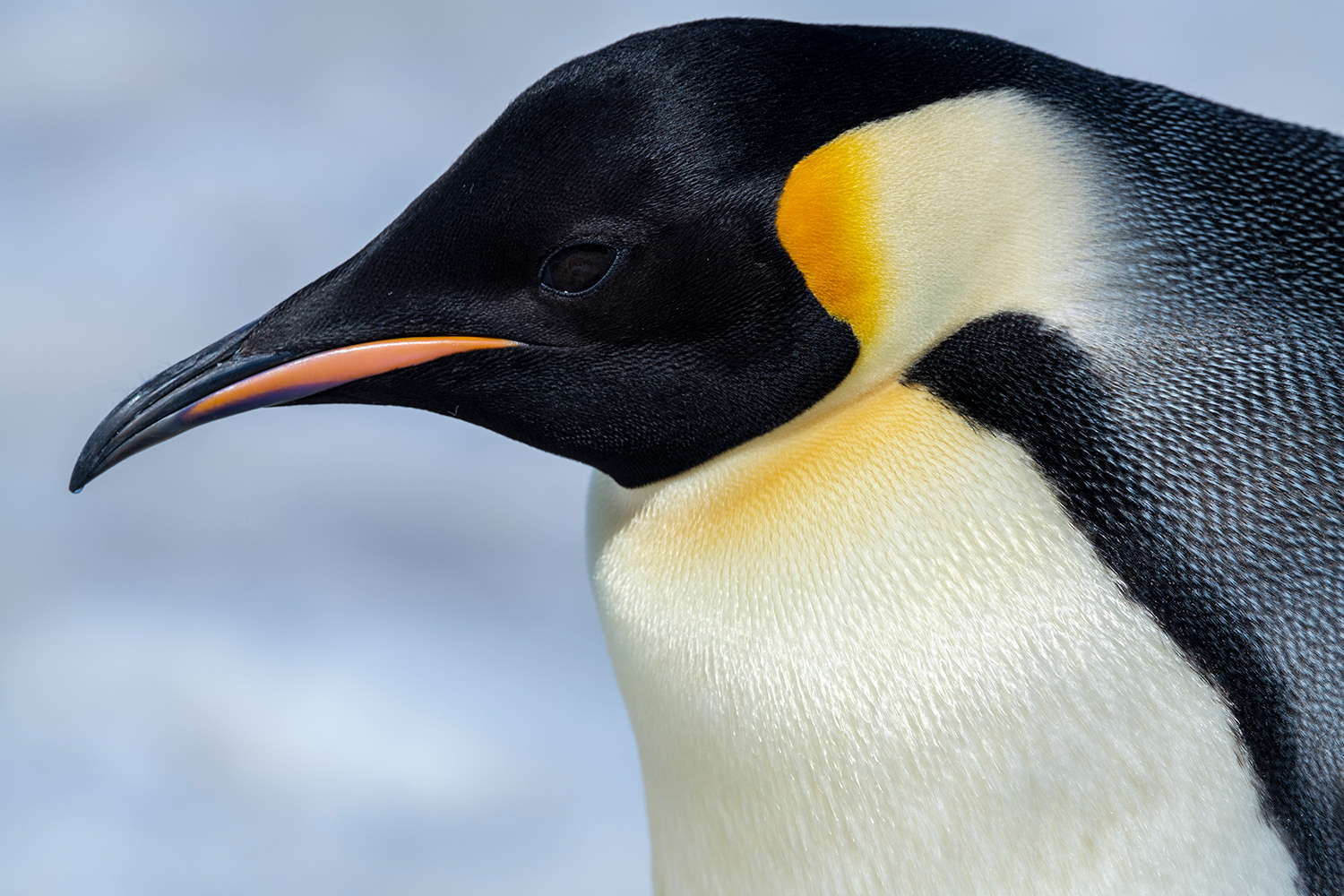 Snowhill Island - Emperor Penguin