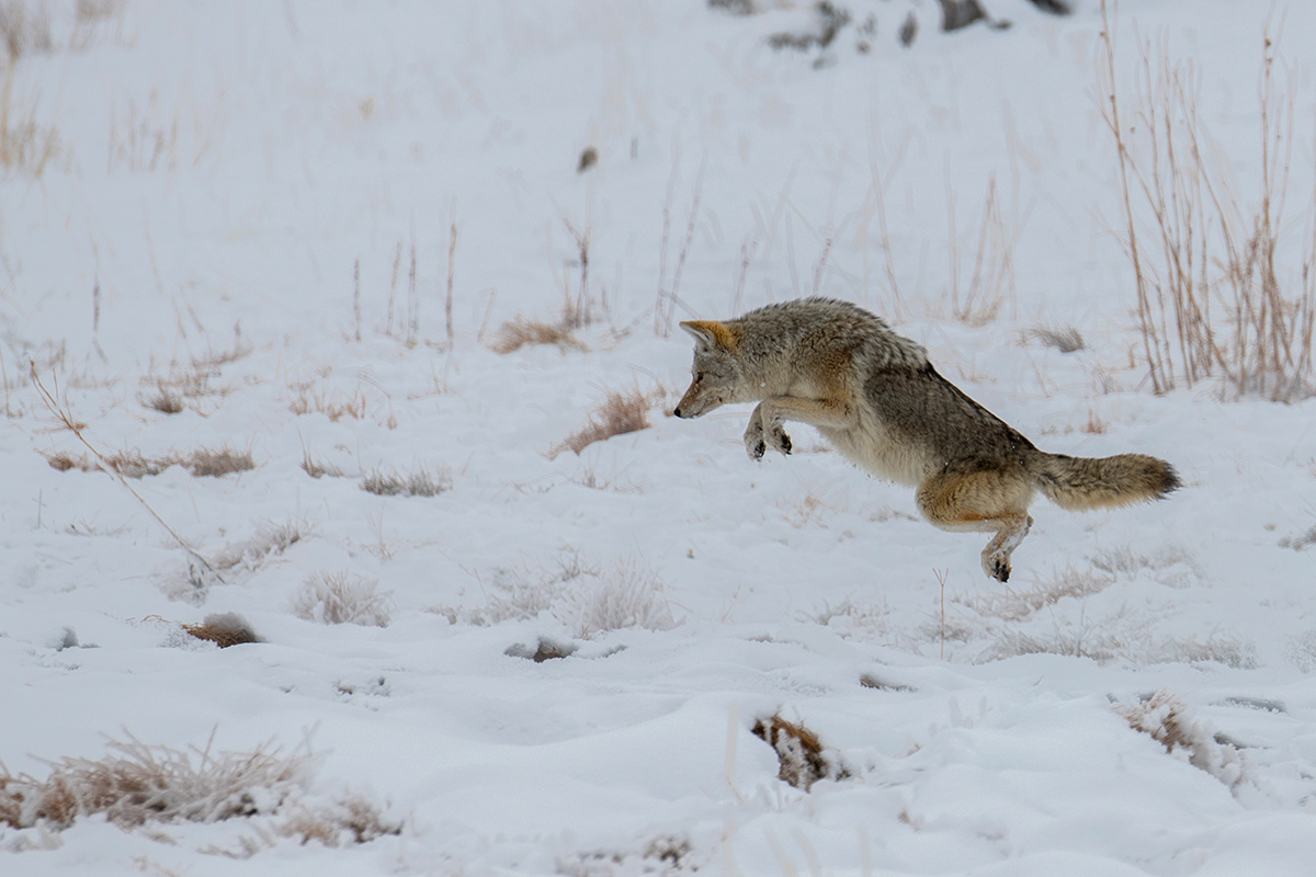 Yellowstone NP - Coyote hunting voles