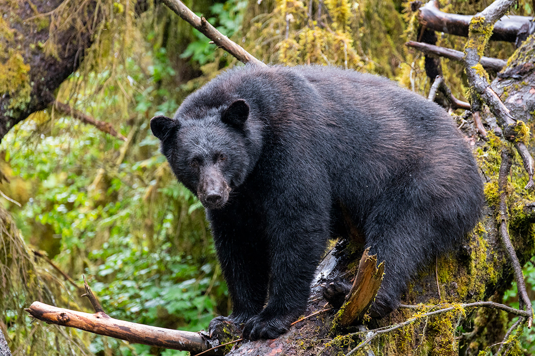 Alaska, Anan Creek - Black bear