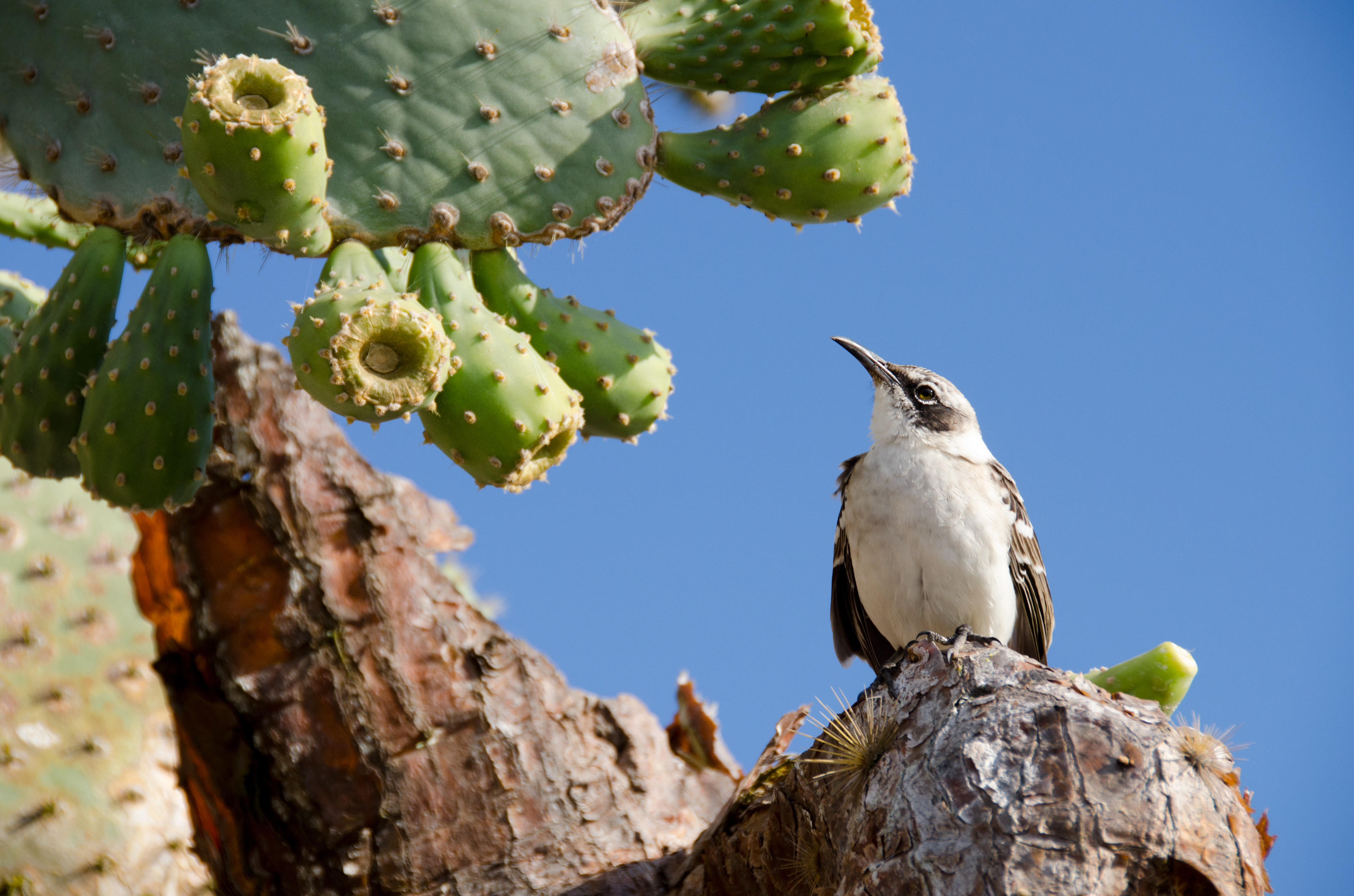 Ecuador, Galapagos, Santa Fe  - Galapagos Mockingbird 