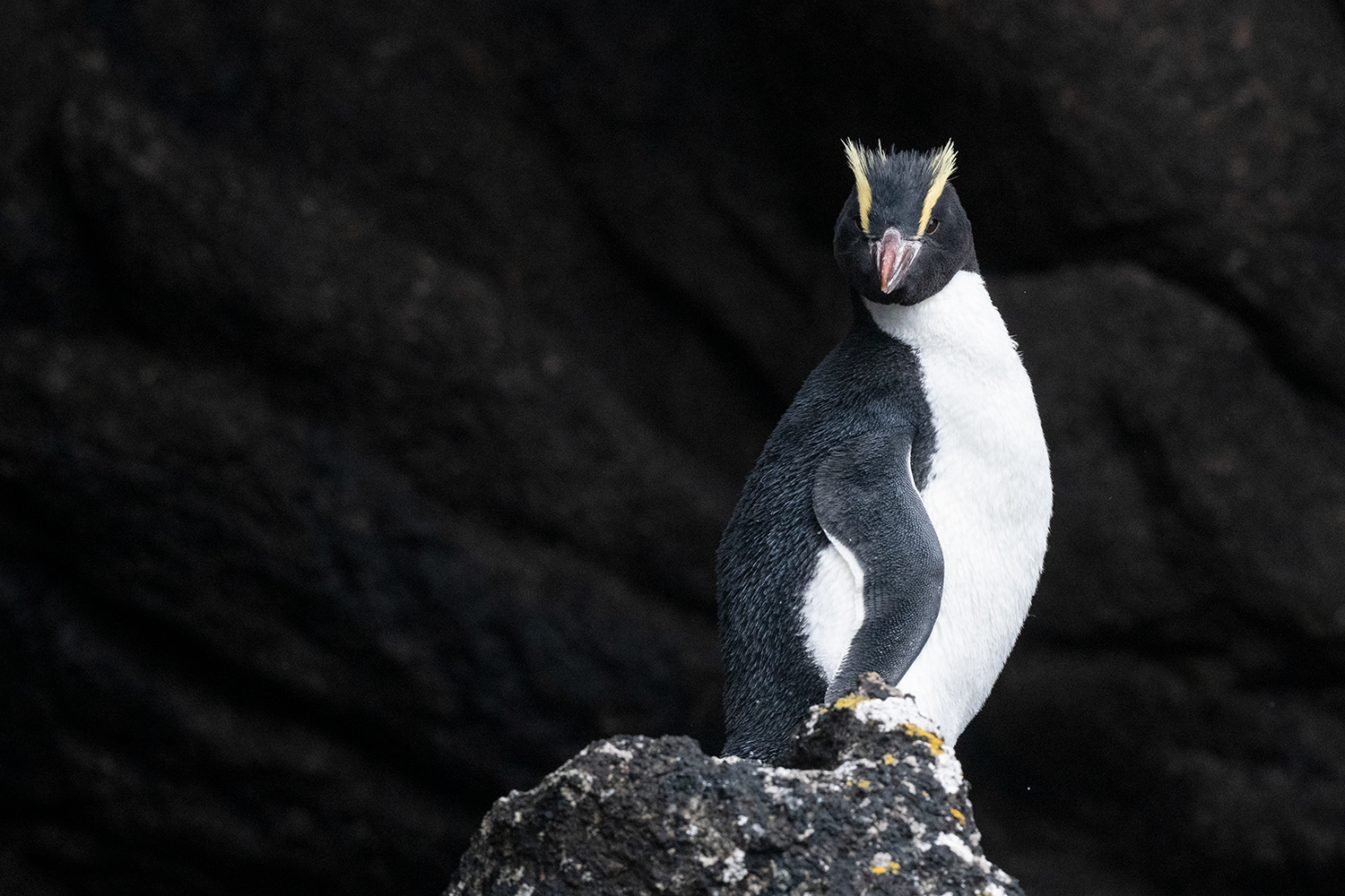Subantarctic - Erect-crested Penguin