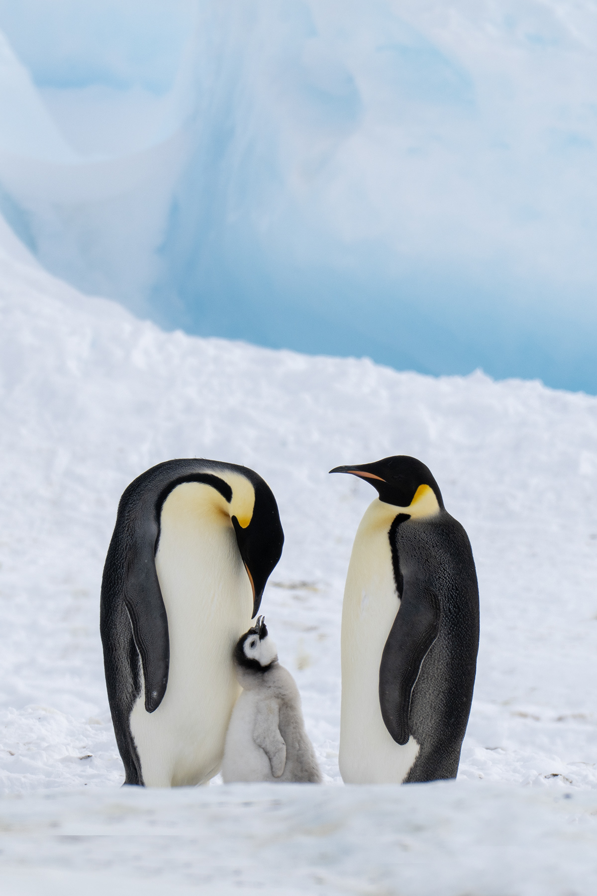 Emperor Penguins