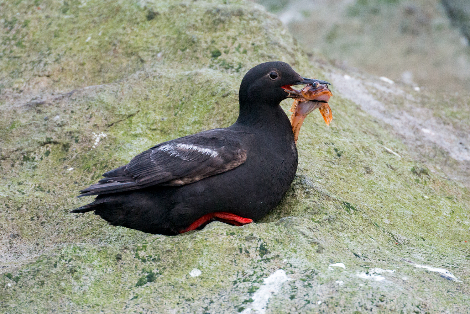 Russia, Kuril Islands - Kuril guillemot, aka snowi guillemot