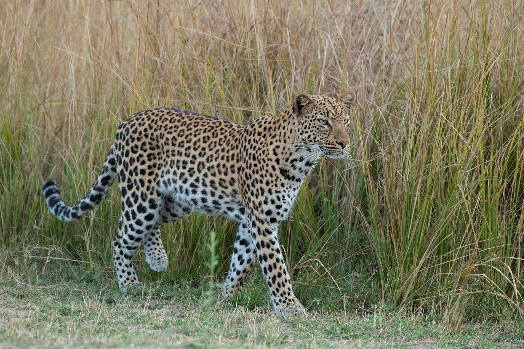 Leopard