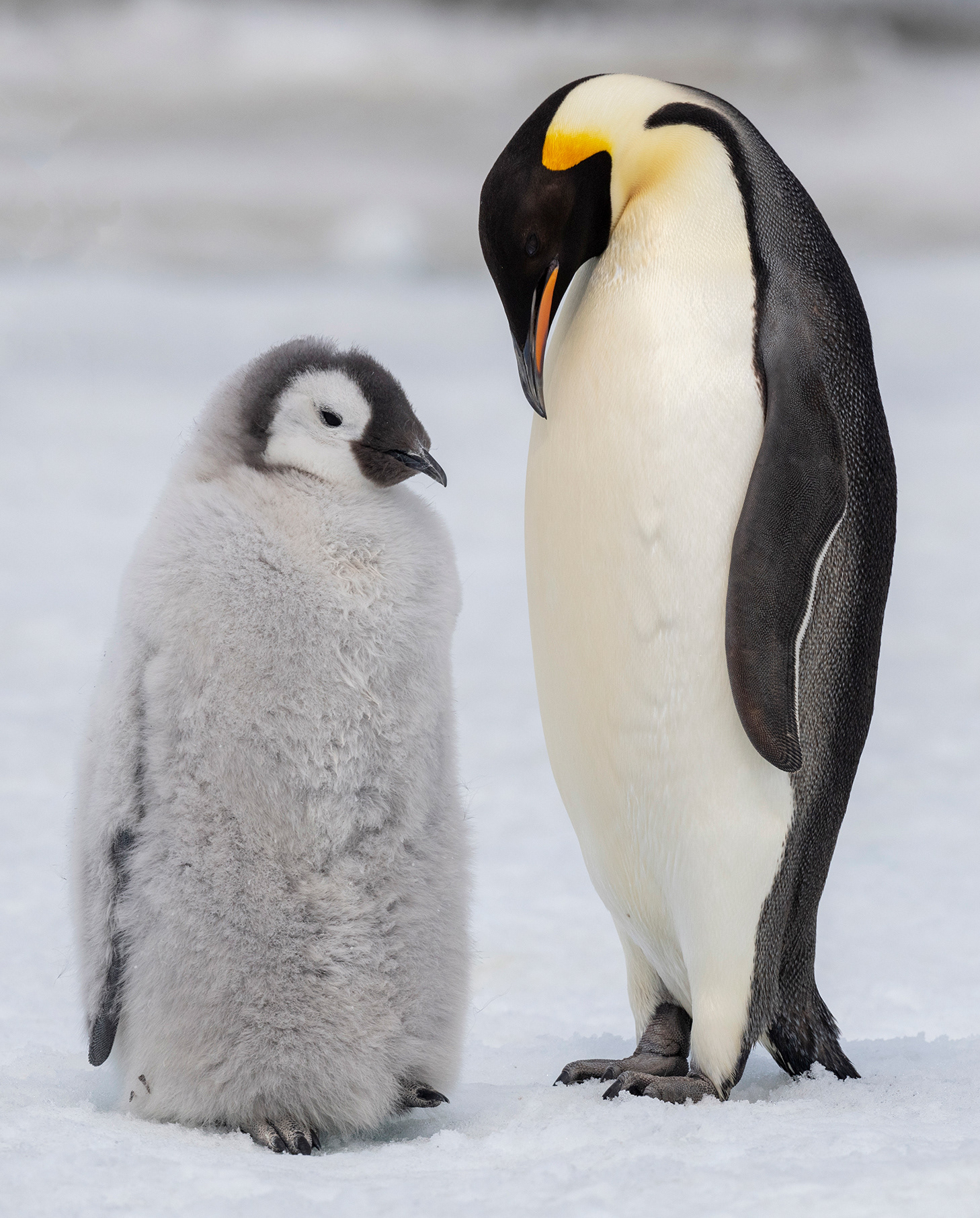 Emperor Penguins