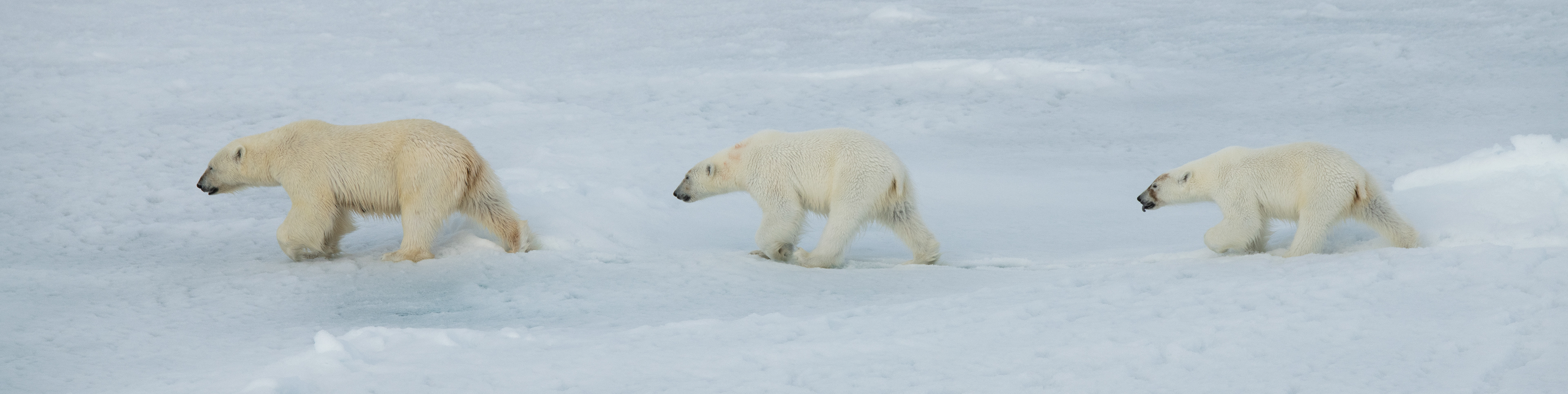 Arctic Russia - Polar bear mother and two cubs
