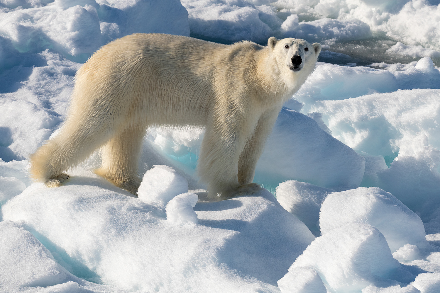 Greenland