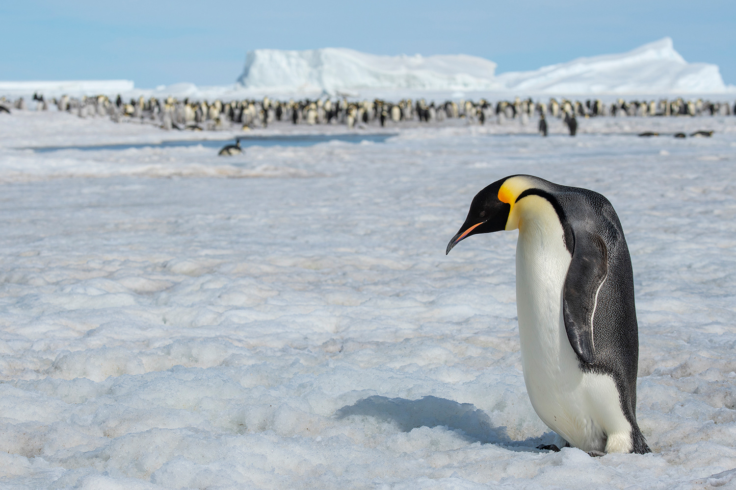 Snowhill Island - Emperor Penguins