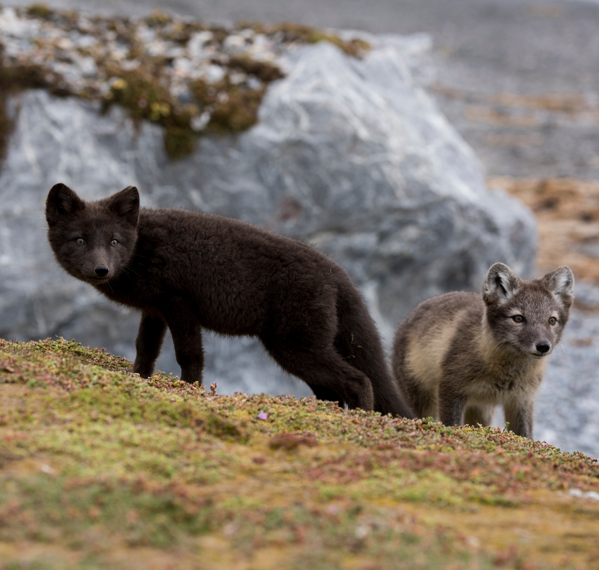 Arctic fox