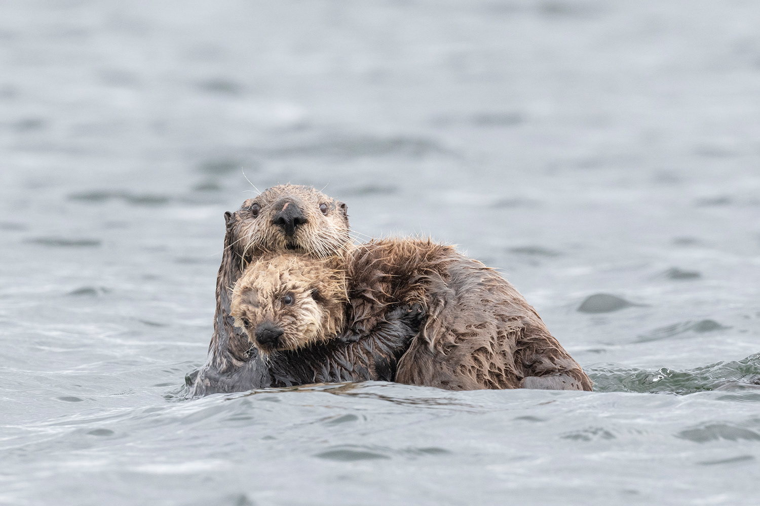 Alaska - Sea Otters