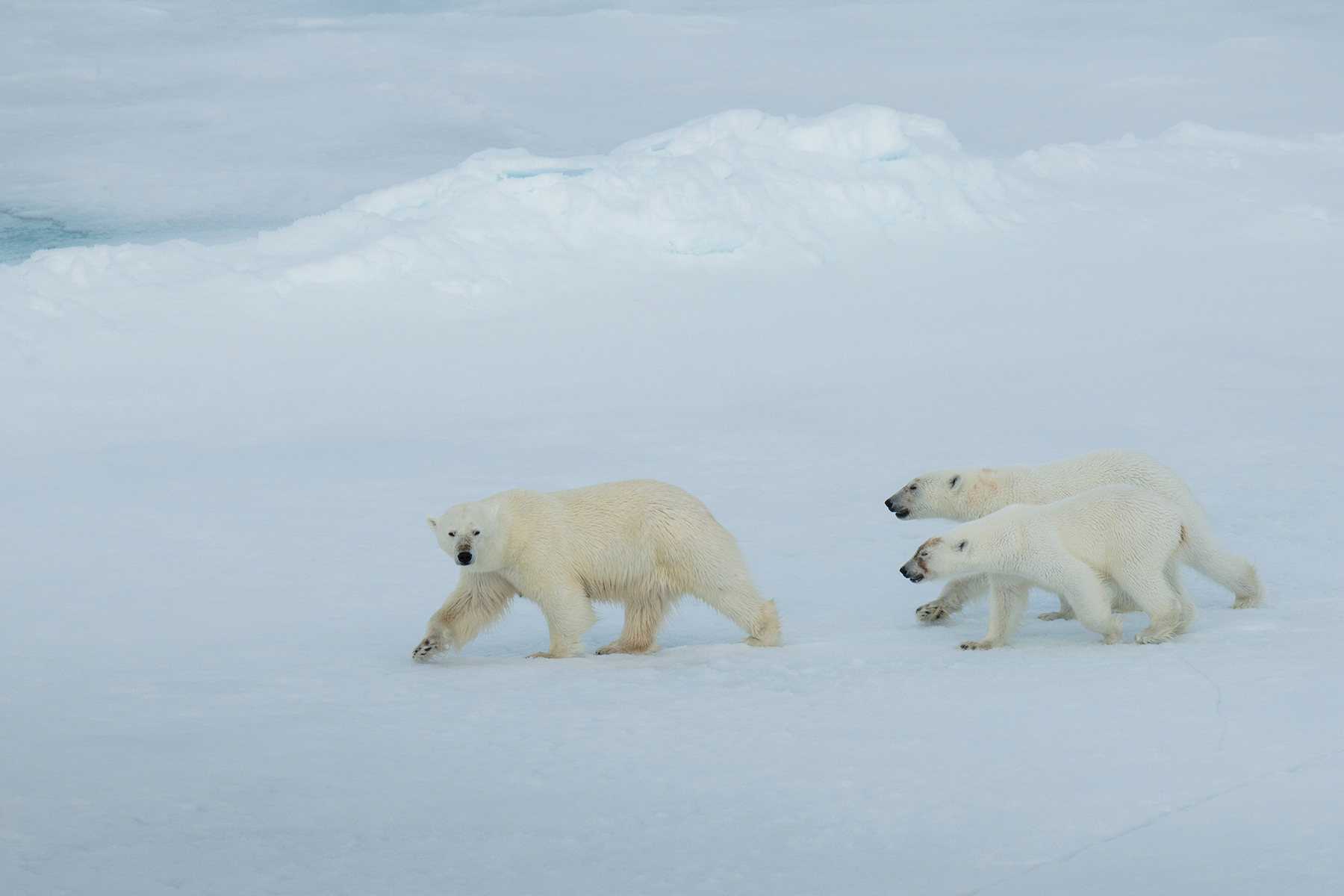 North Pole - Polar bear mother and cubs