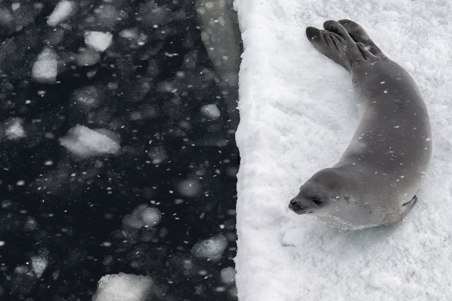 Crabeater seal - Weddell Sea
