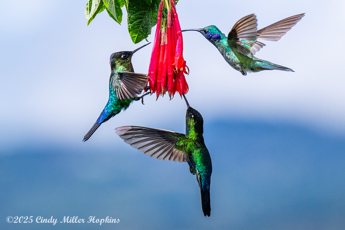 Savegre - Costa Rica