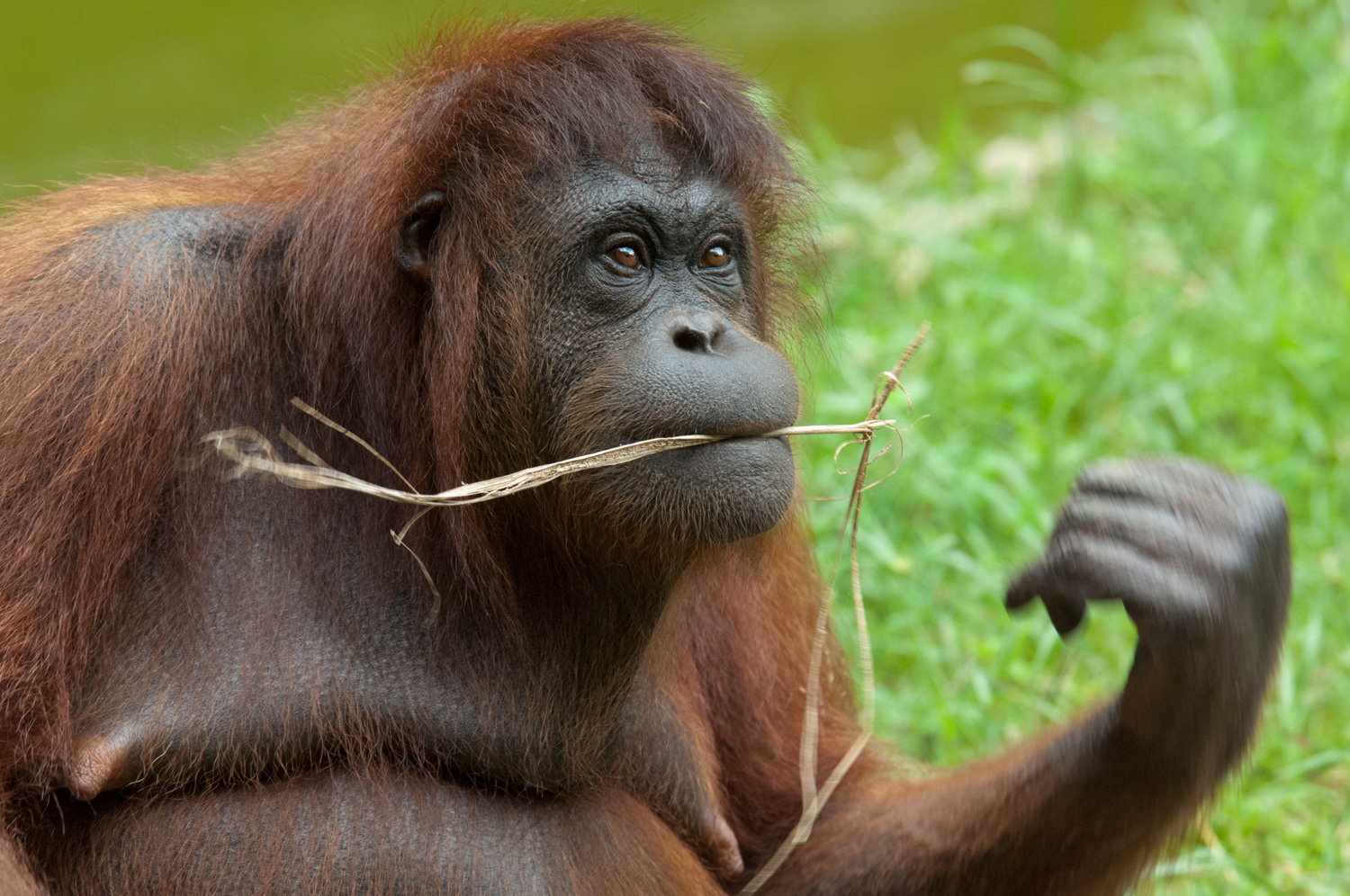 Malaysia, Borneo - Bornean Orangutan