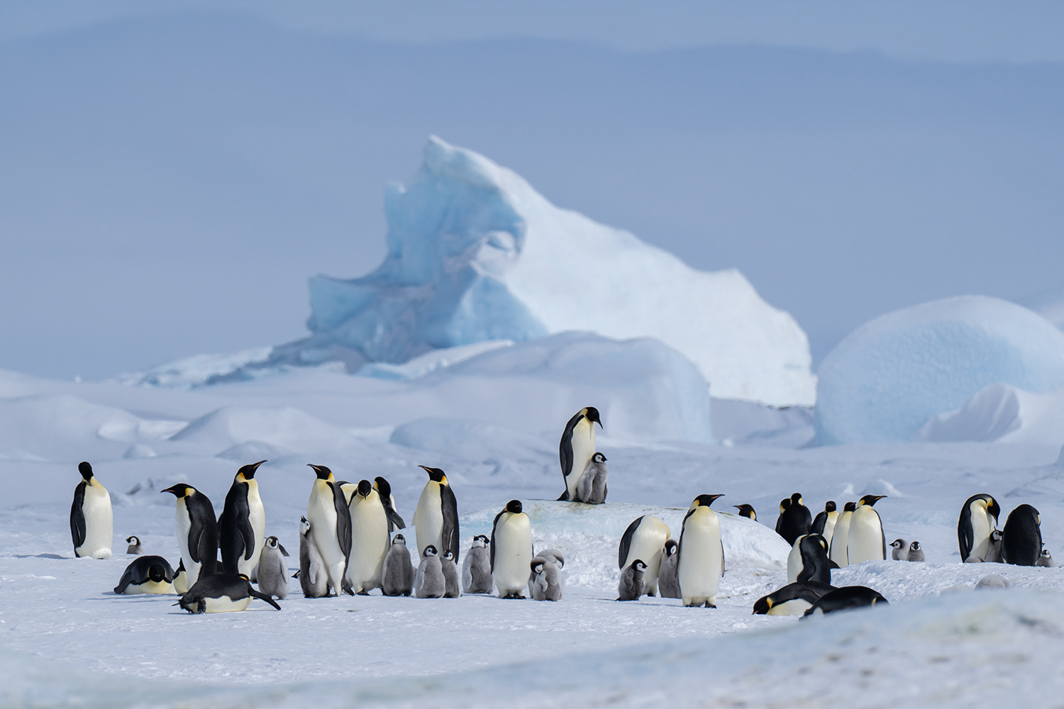 Weddell Sea - Snow Hill - Emperor Penguins