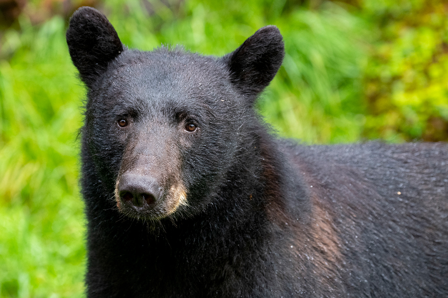 Alaska - Anan Creek, American black bear