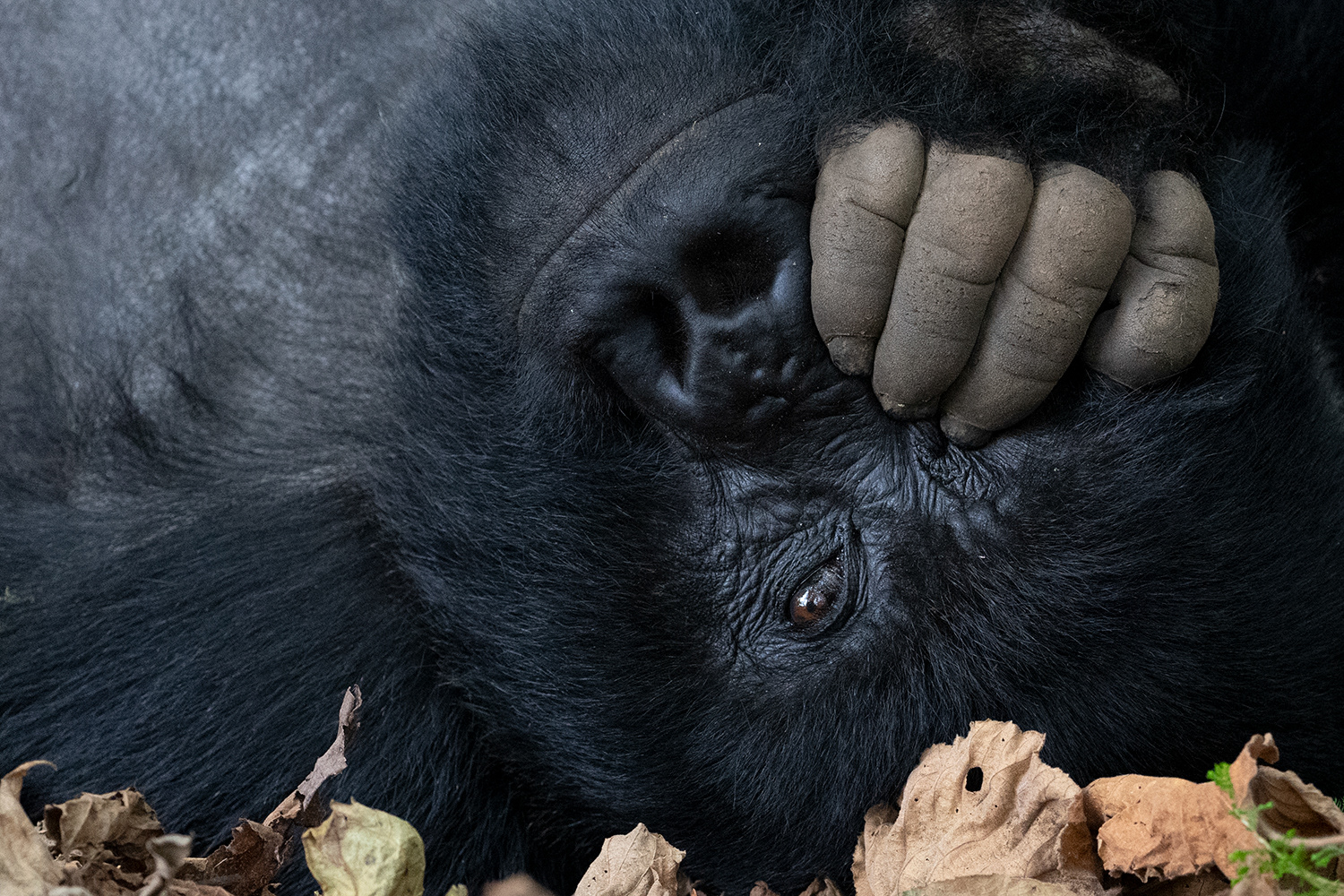 Rwanda - Mountain Gorilla