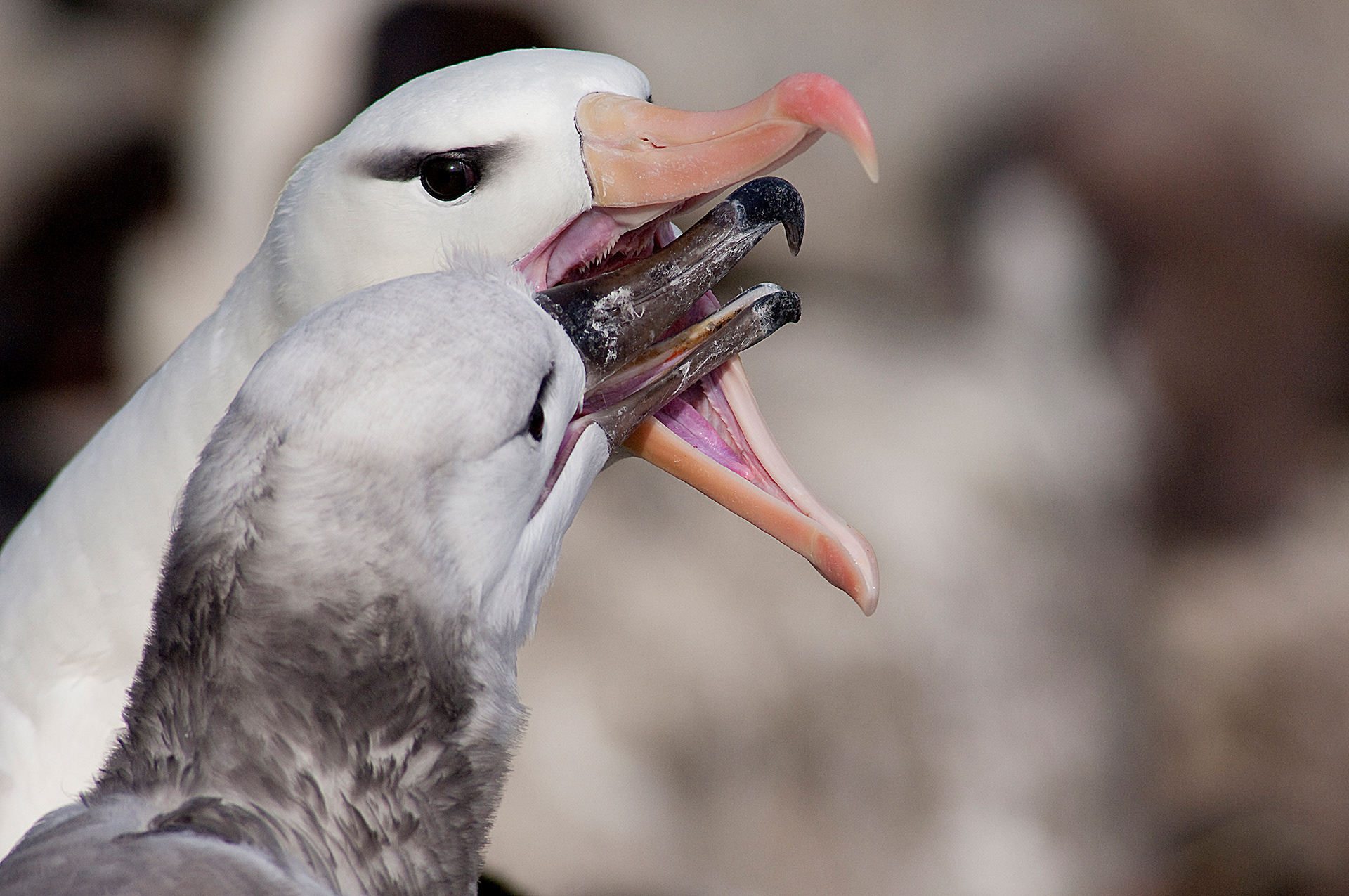 Falkland Islands, West Point Island - Black-browed albatross