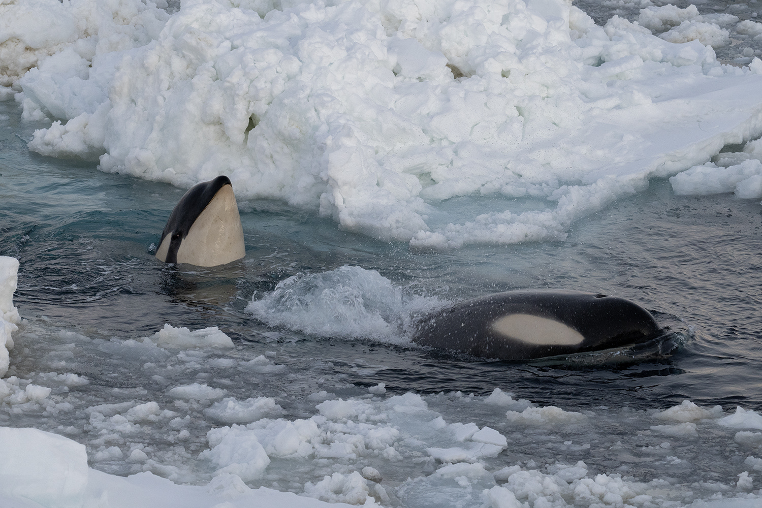 Orca - Killer whales - Weddell Sea