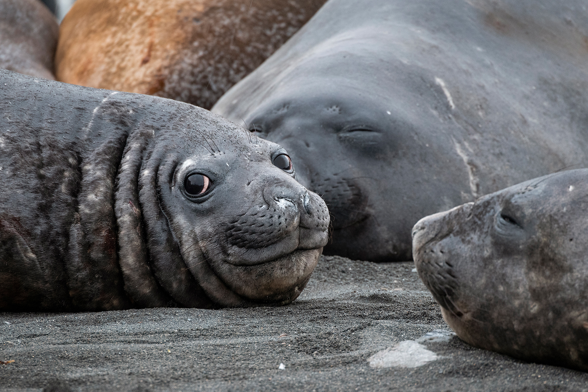 South Georgia, Southern elephant seals