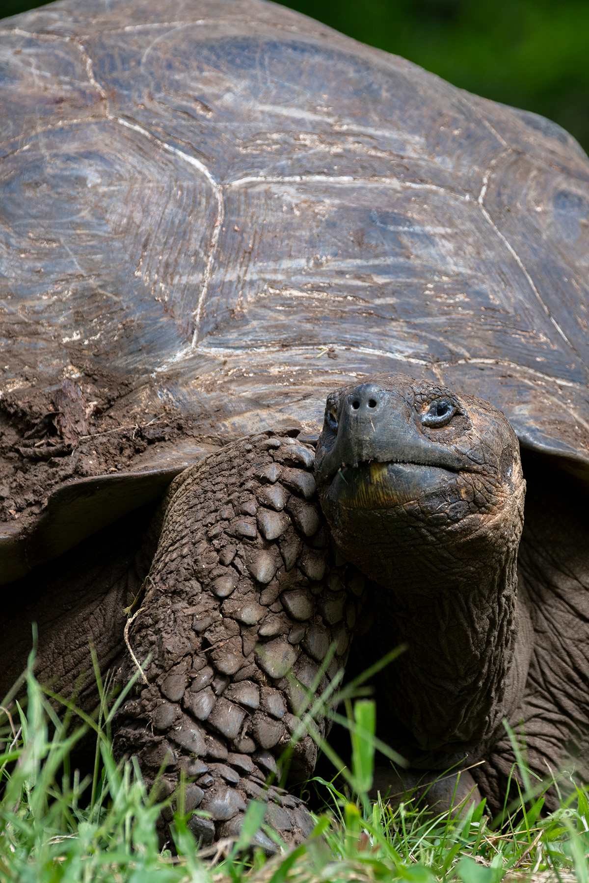Galapagos giant land tortoise