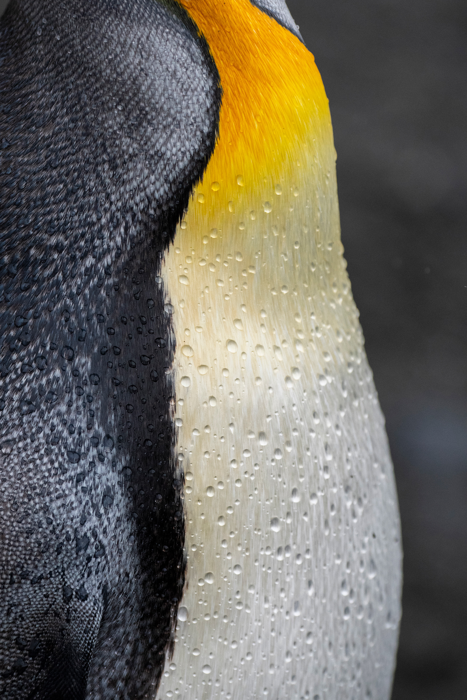 King Penguin